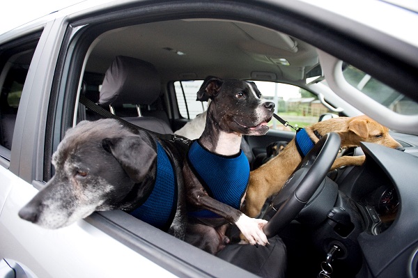 image-of-best-cars-for-dog-owners